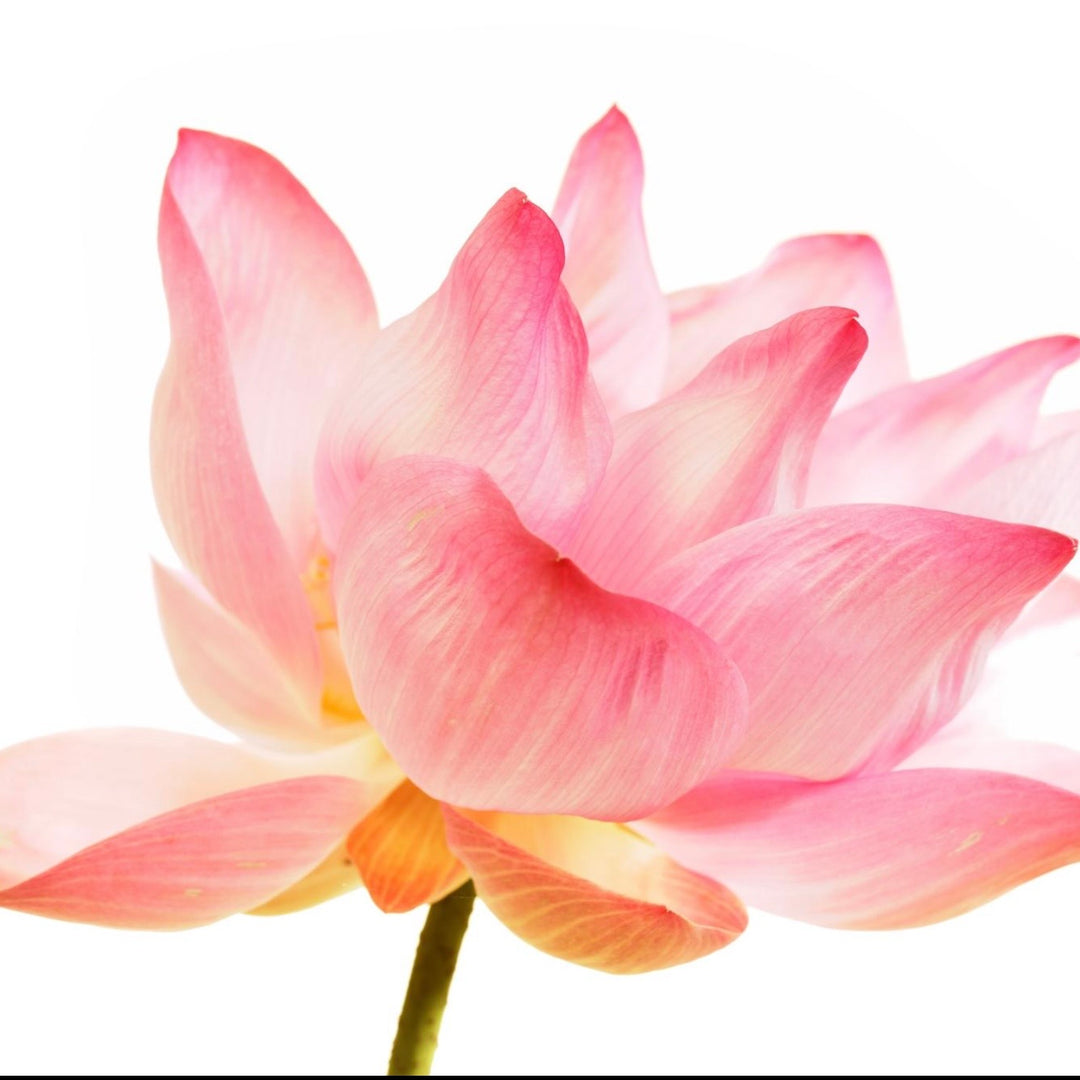 Close-up of a pink lotus flower with a white background