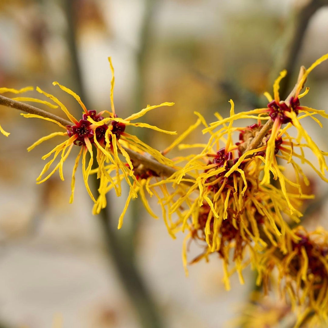 Close-up of witch hazel flowers with a blurred natural background