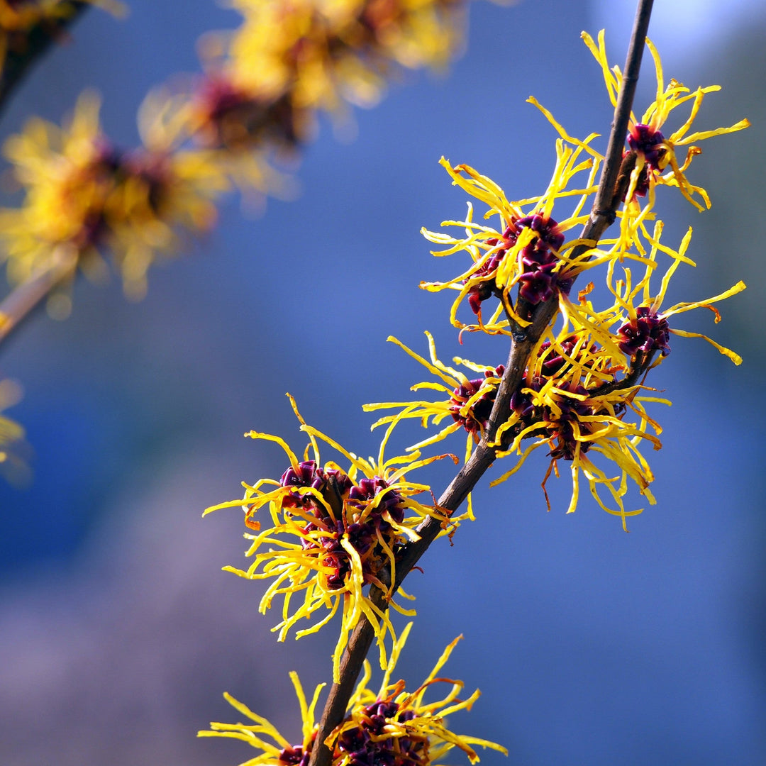 Witch Hazel Alcohol-Free
