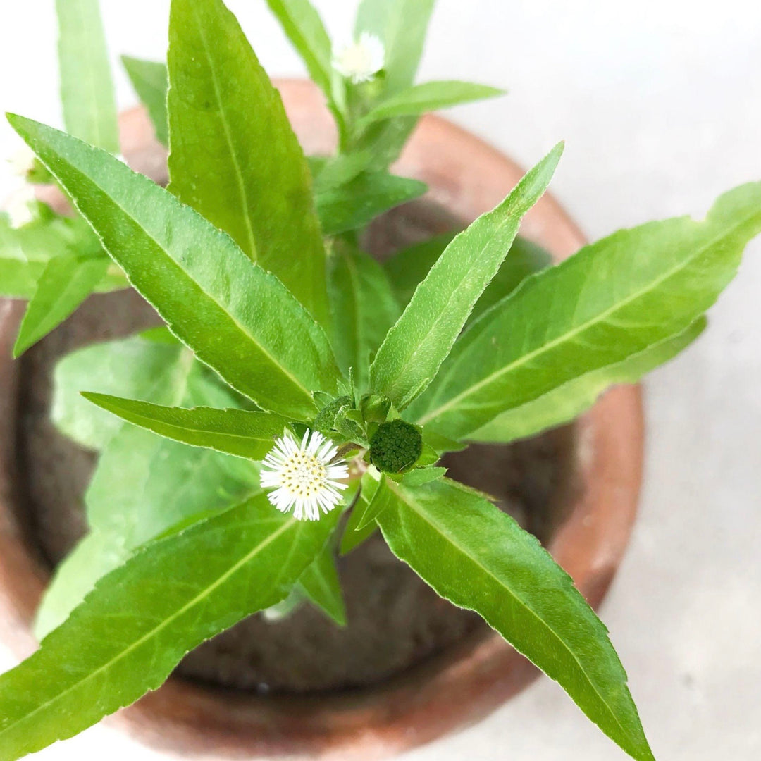 Close-up of a green plant with leaves and a small white flower in a pot.