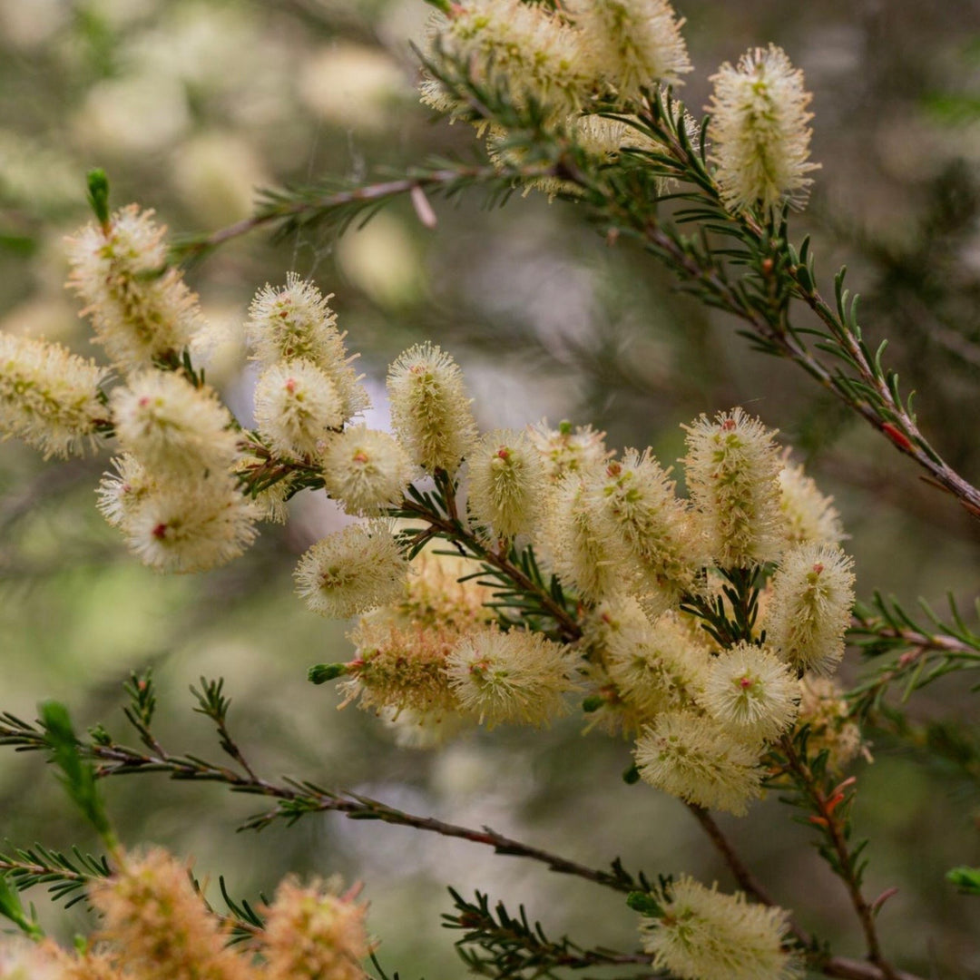 Close-up of a branch with white flowers and green leaves against a blurred natural background