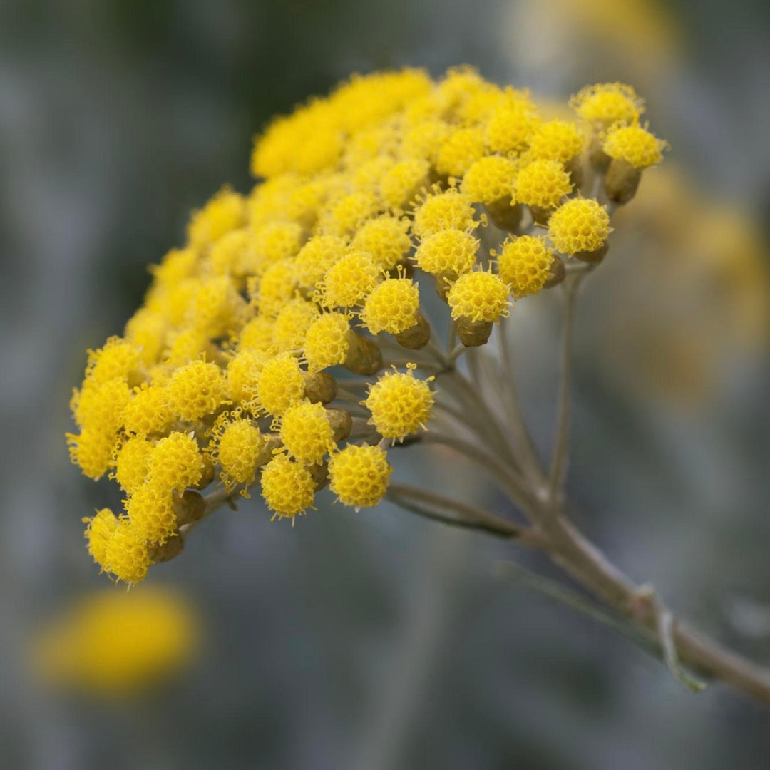 Close-up of a cluster of yellow flowers with a blurred background