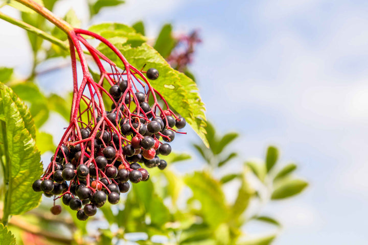 Elderberry Botanical Extract Powder