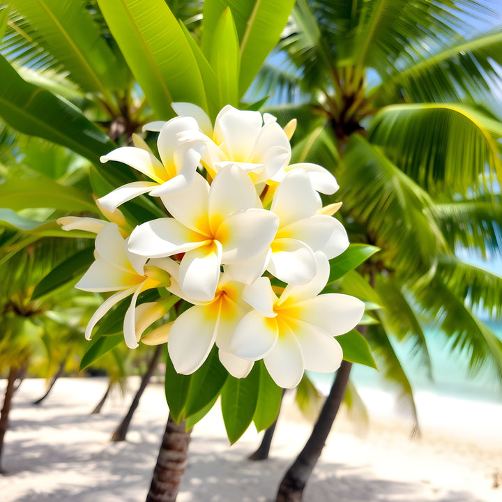 Plumeria Fragrance Oil