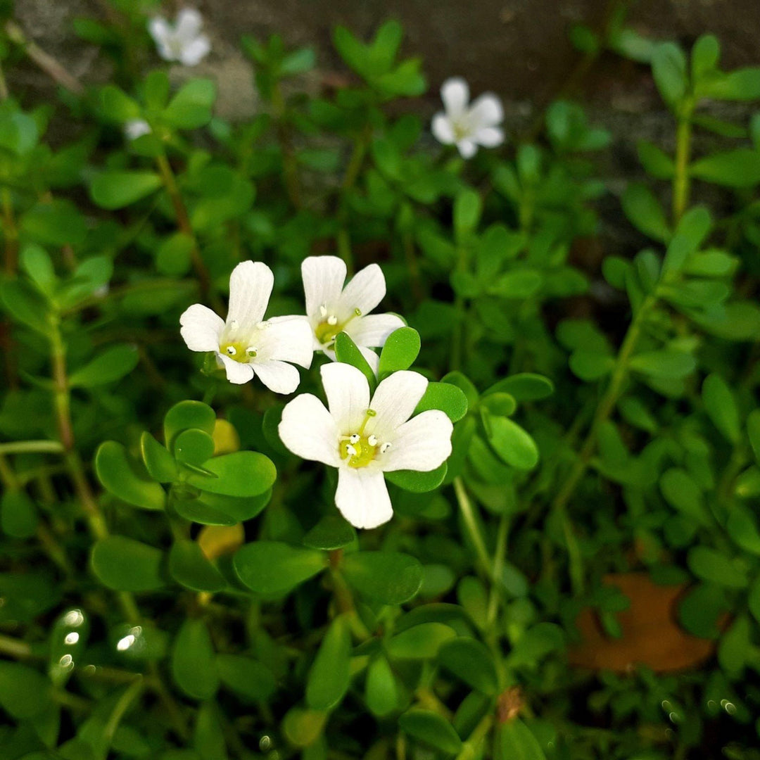 Close-up of white flowers with green leaves on a blurred natural background