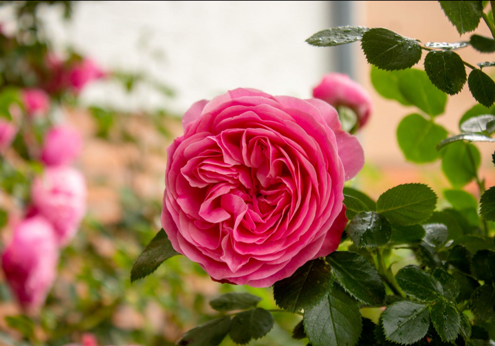Rose De Mai (Provence Rose) Hydrosol