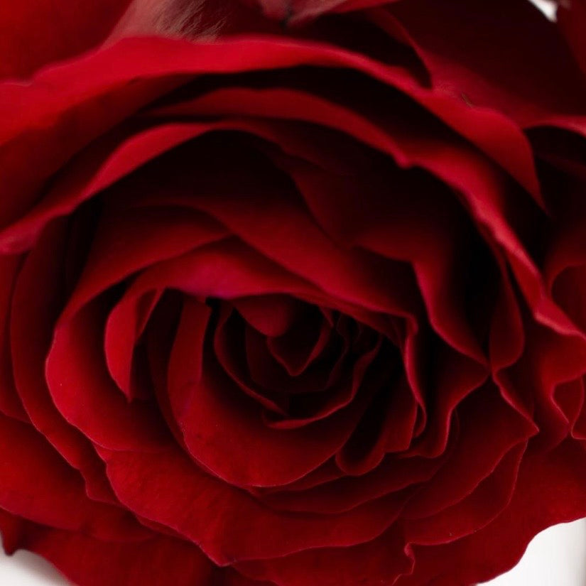 Close-up of a red rose with a soft focus background
