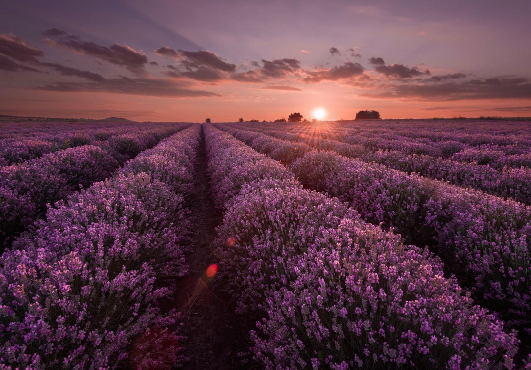 Sunset over a lavender field with rows of purple flowers.