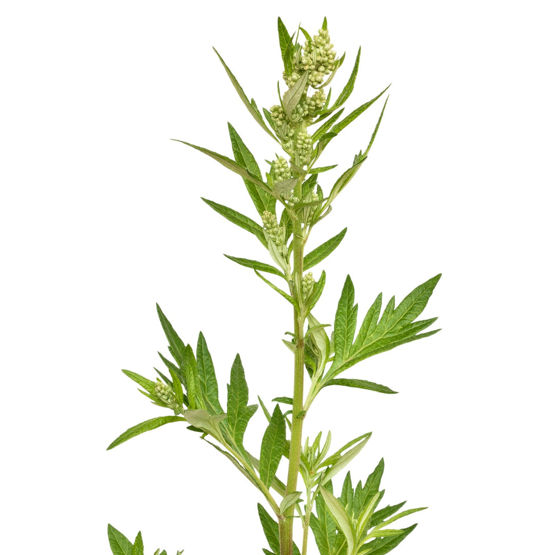 Artemisia vulgaris, common mugwort flower isolated on white background