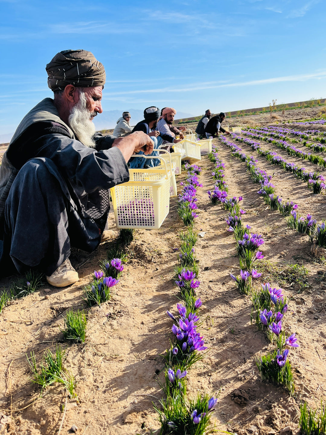 Heray Spice - Heray Afghan Saffron Threads, Kosher, Halal, NON-GMO Verified
