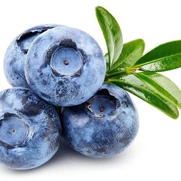 Nature Scents Blueberry Extract (Supercritical Co2)