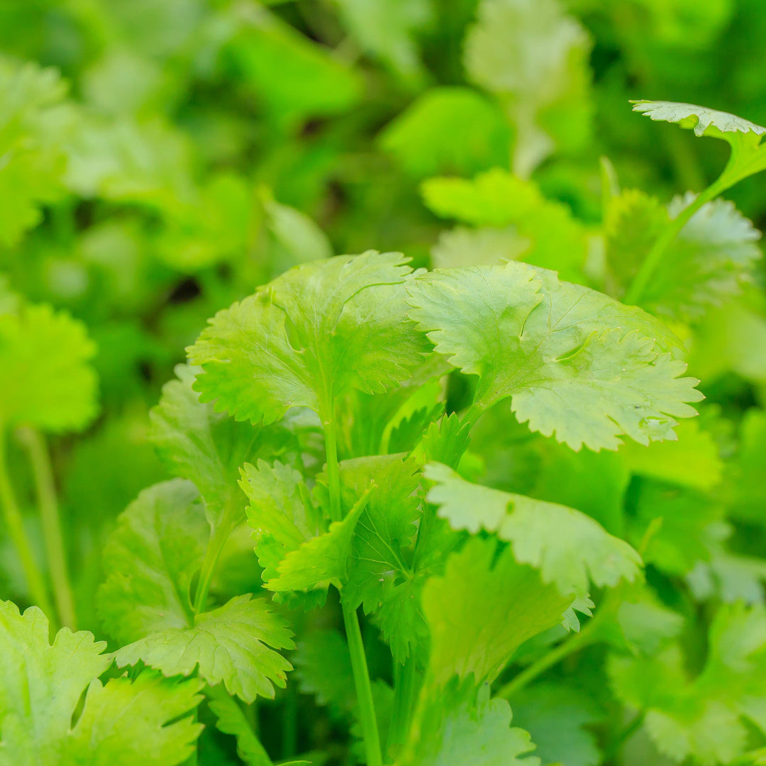 A patch of coriander
