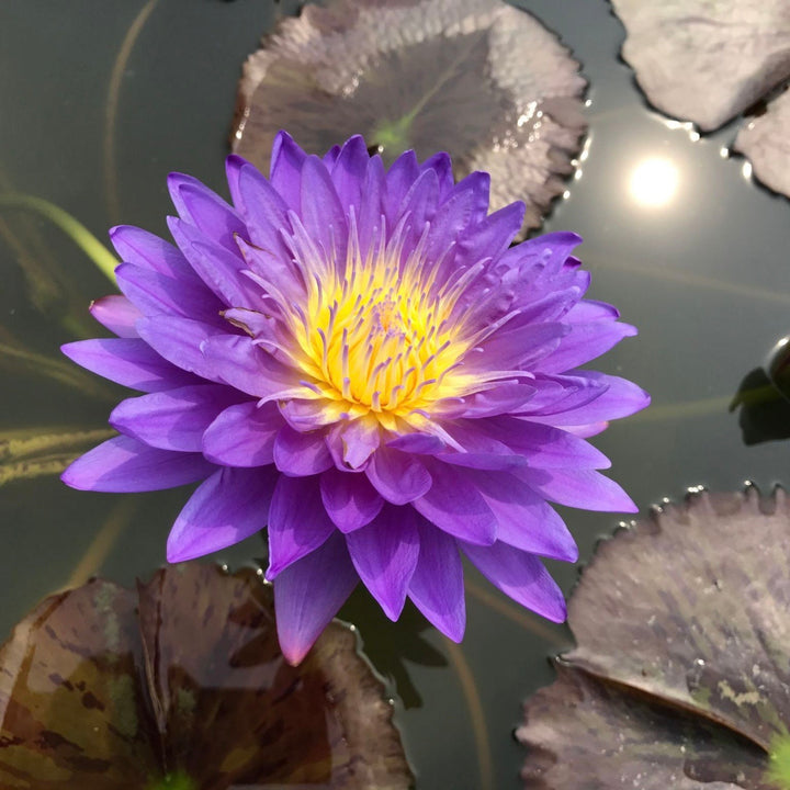Blue Lotus Extract