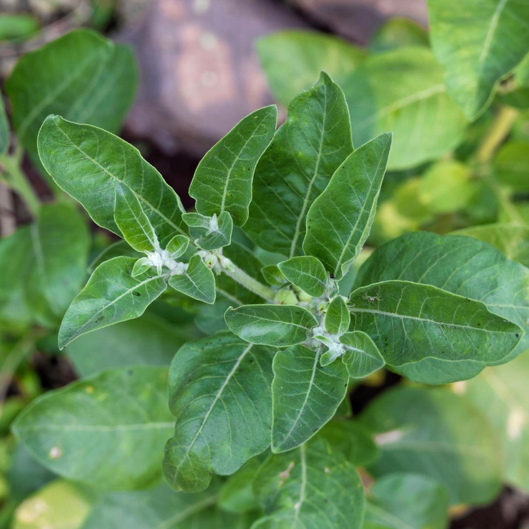 Close-up of green leafy plant with a blurred natural background