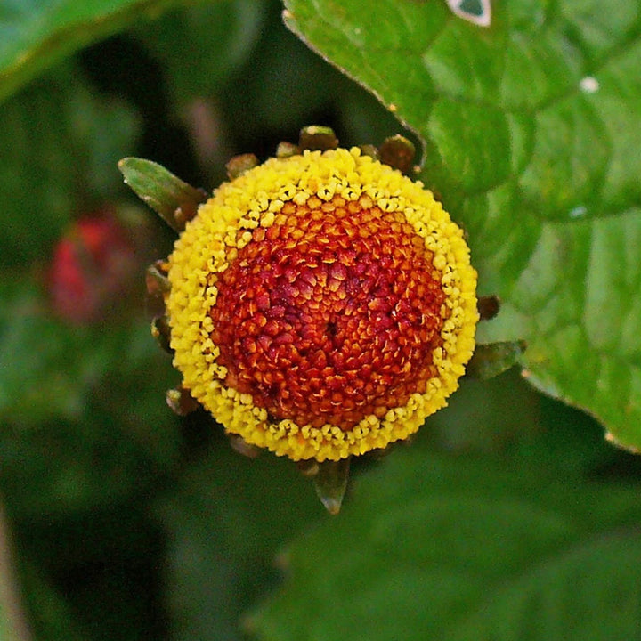 Pic of a toothache plant flower