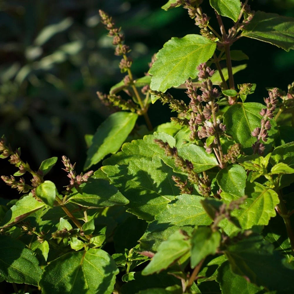 Close-up of green leaves with small purple flowers against a blurred natural background