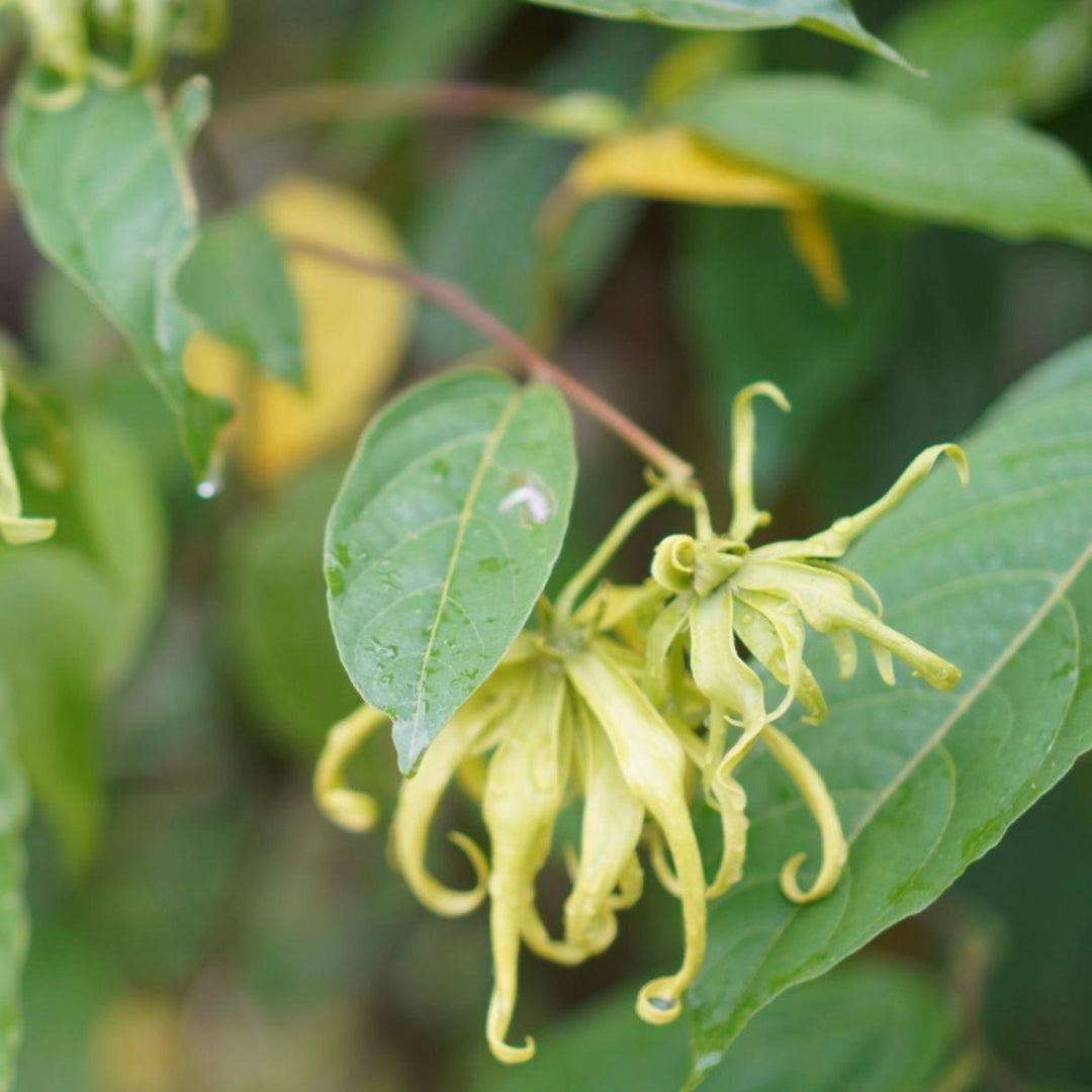 Close-up of a green flower with leaves on a blurred natural background