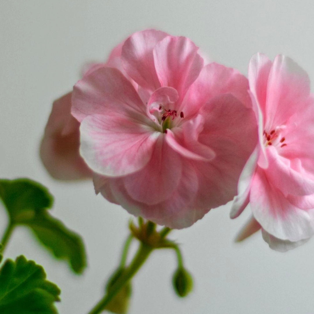 Close-up of a pink flower with green leaves on a light background