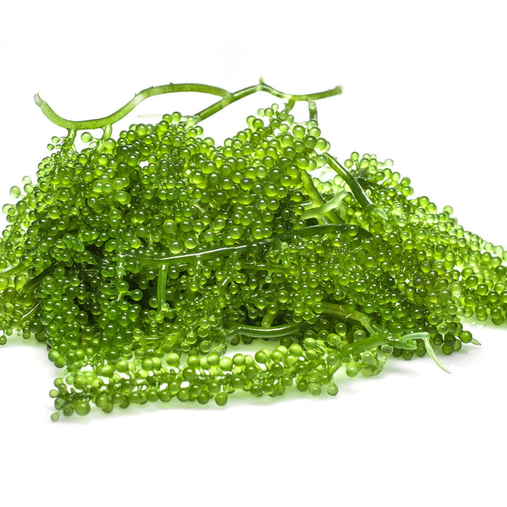 Green Caviar Oil (Caulerpa lentillifera)-30% clearance