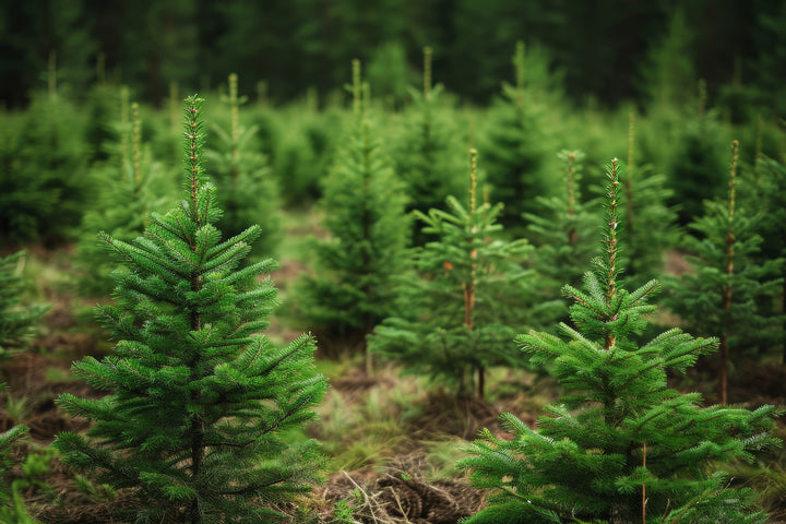 Christmastime Essential Oil Blend