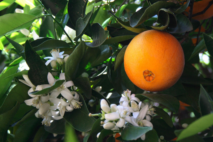 Neroli Essential Oil Egypt (Orange Blossom)