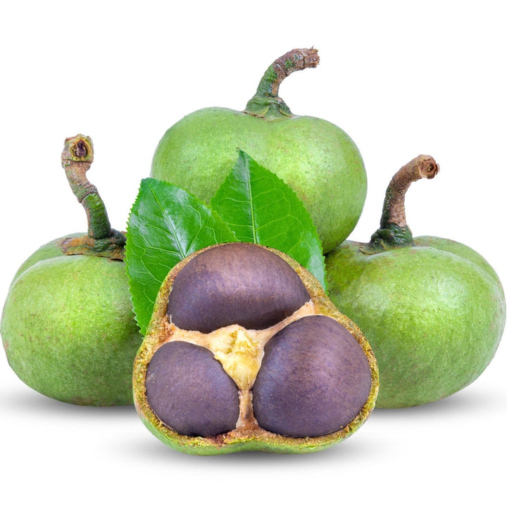 Green Tea (Camellia) Seed Oil - Virgin