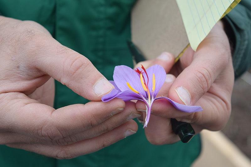 Heray Spice - 4 Grams (0.14 Oz) Heray Saffron, Afghani Pushal Grade A