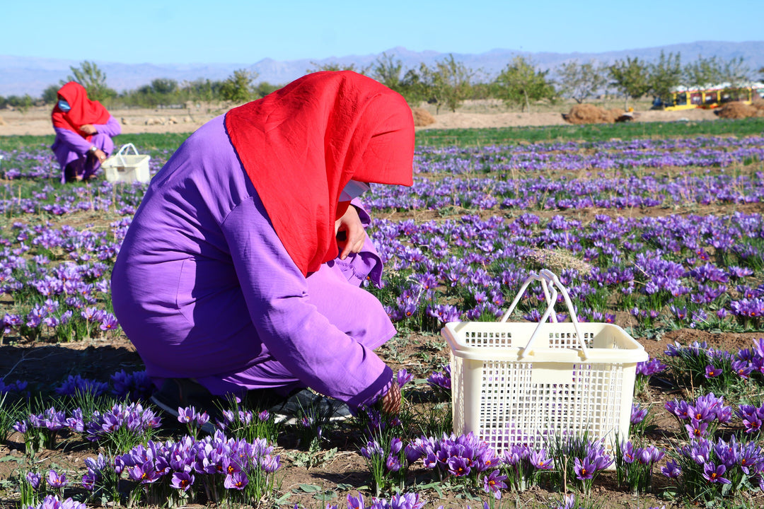 Heray Spice - 1 Oz (28.5gr) Heray Saffron, Afghani Superior Negin Quality