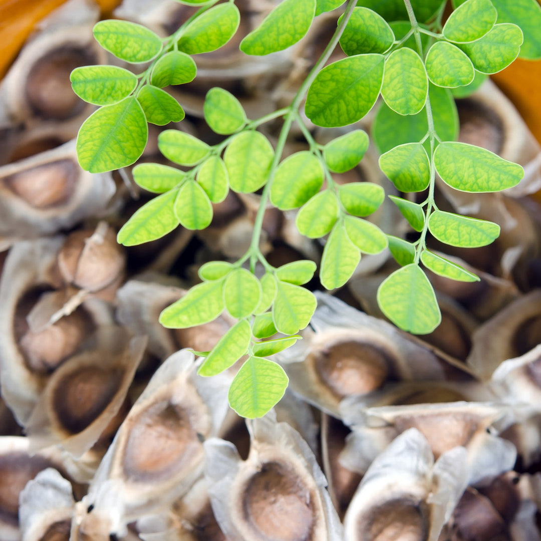 Moringa leaf and seed in bowl