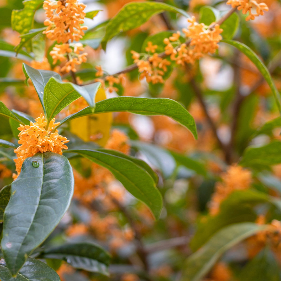 Osmanthus fragrans in full bloom
