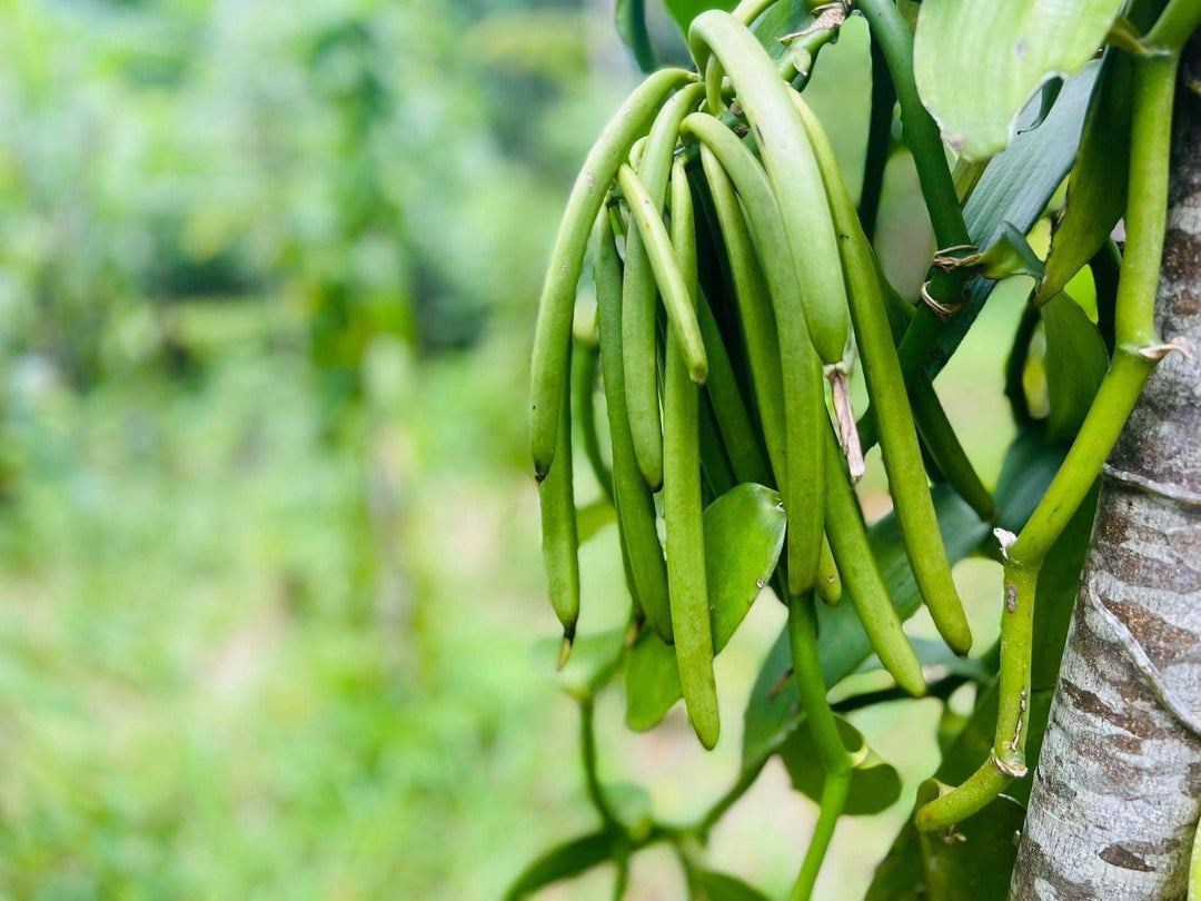 Heray Spice - Madagascar Vanilla Beans-4 Grade A Pods