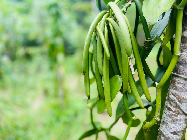 Heray Spice - Madagascar Vanilla Beans-4 Grade A Pods