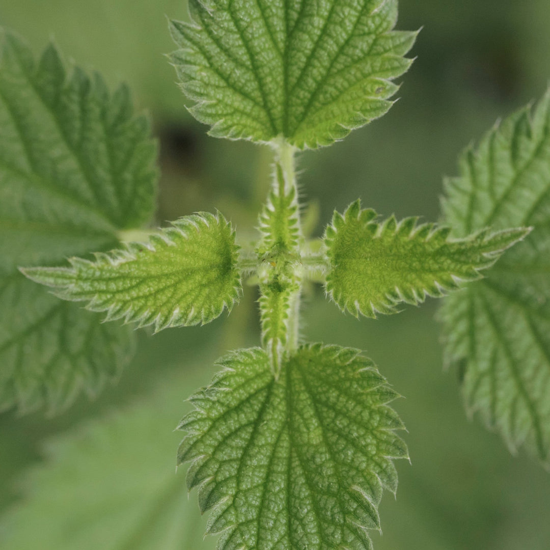 Green fresh nettle plant, Urtica Dioica