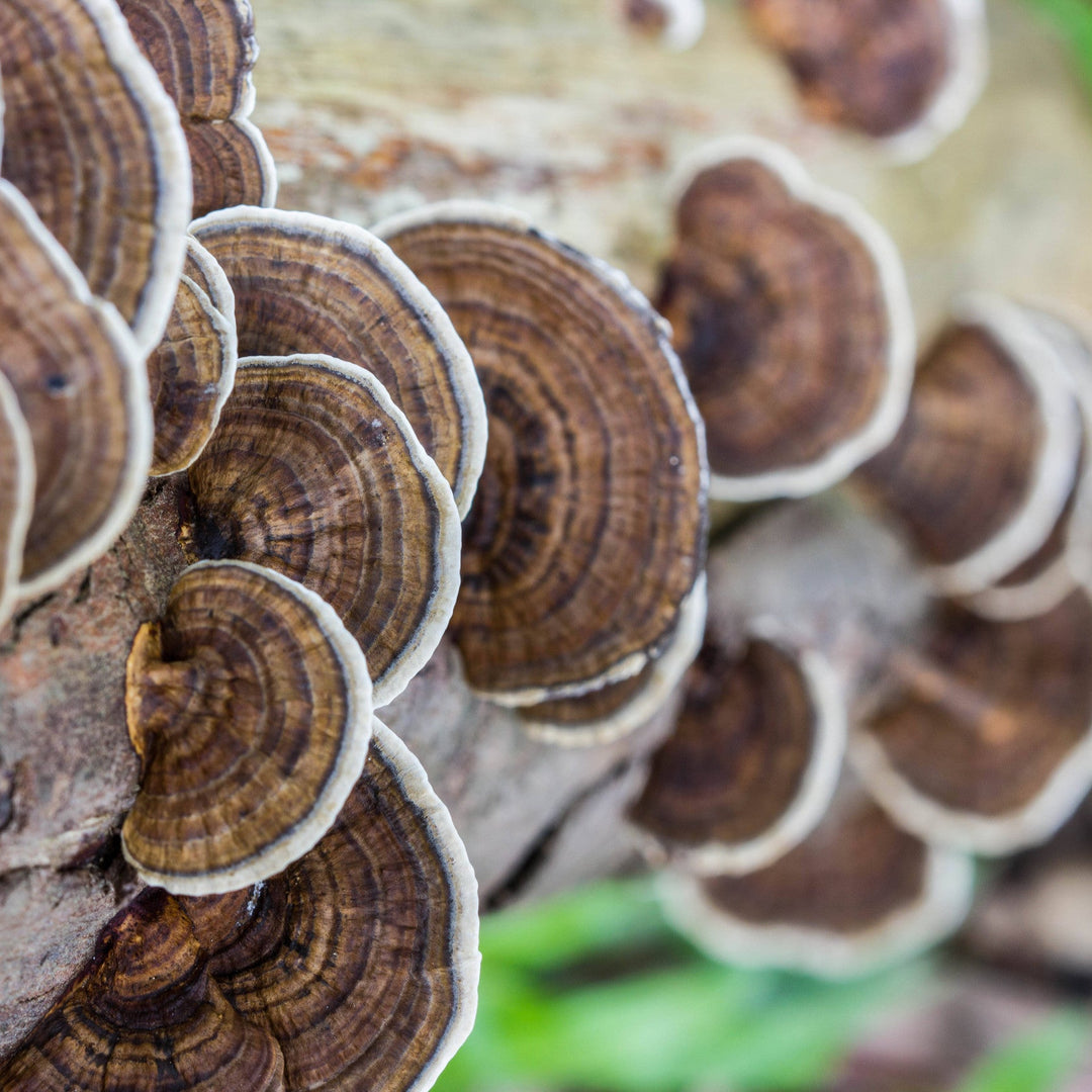 Organic Turkey Tail mushroom extract powder, ideal for soothing and barrier-supporting natural skincare formulations.