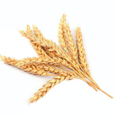 WHEAT HYDROLYSATE PF • CONDITIONING • MOISTURIZING