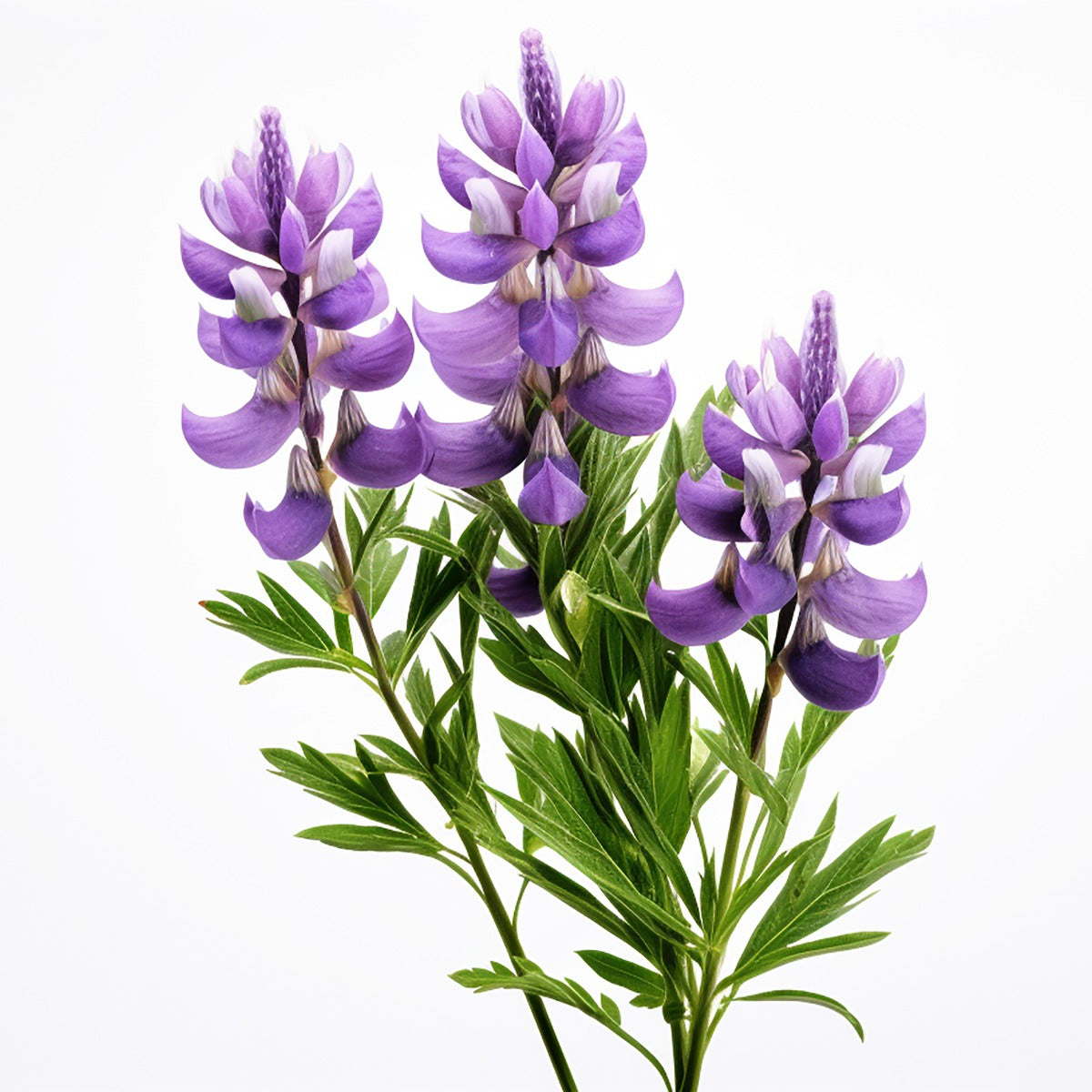 Lupine Peptide Powder Organic • Anti-Aging • Strengthens Skin • Restores Elasticity • Clinically Proven Success
