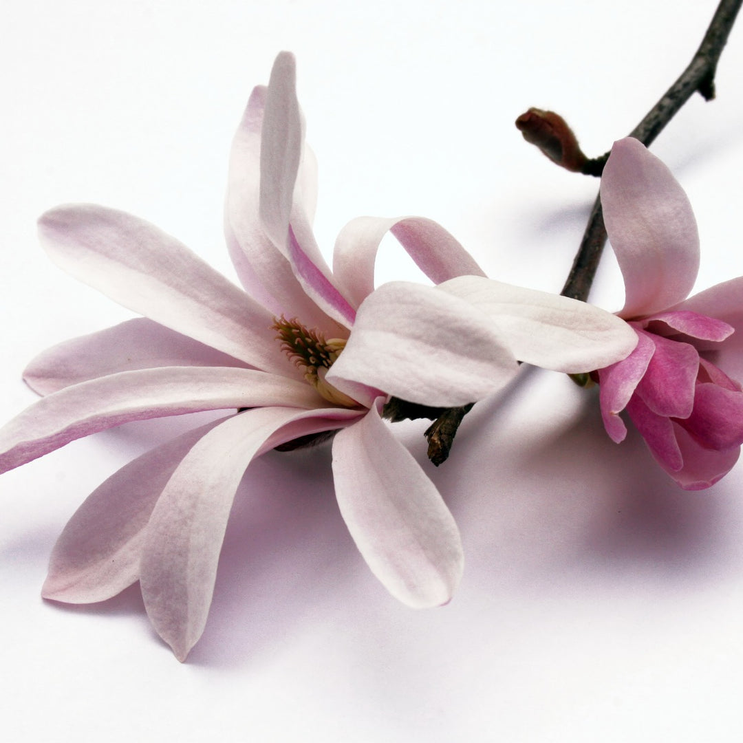 MAGNOLIA BARK EXTRACT 98% (MAGNOLOL) • ANTIOXIDANT • ANTI-INFLAMMATORY • ANTI-BACTERIAL