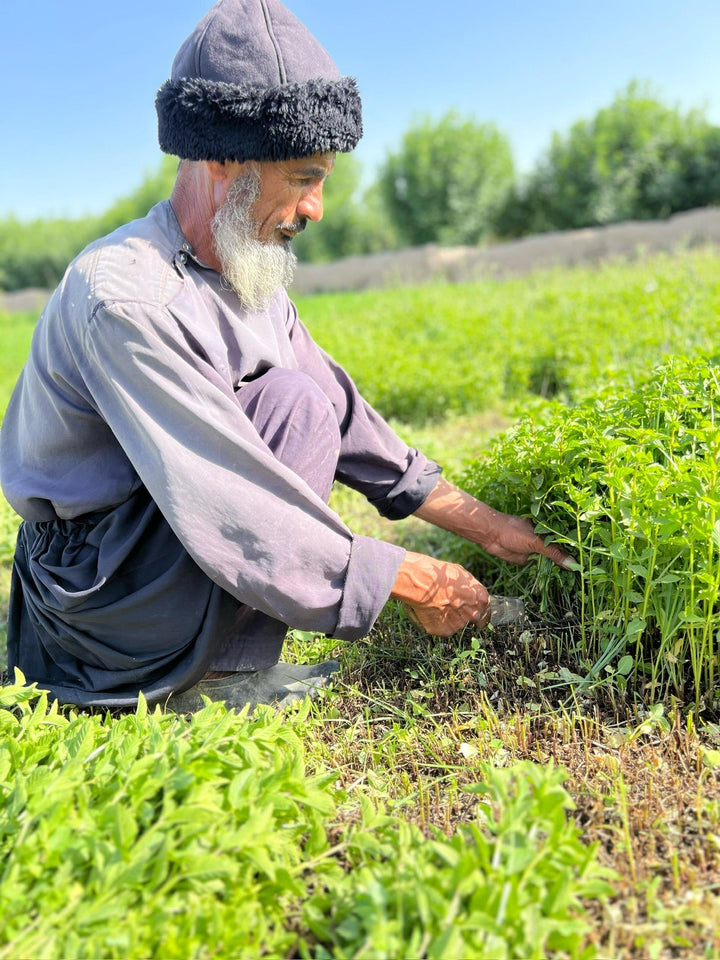 Heray Spice - Herati Mint Leaves (peppermint) 1 Oz