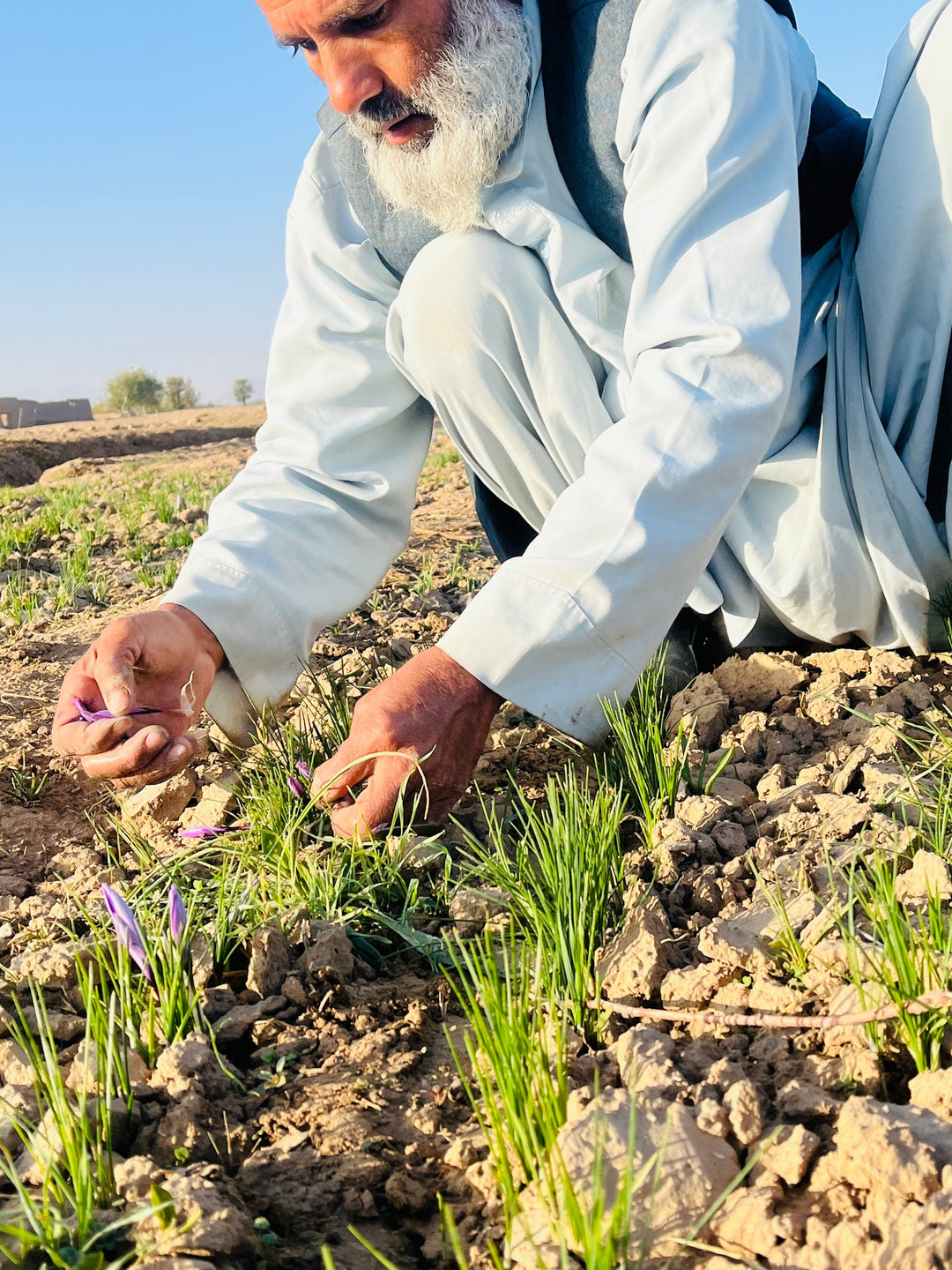 Heray Spice - Heray Afghan Saffron, Superior Negin Quality