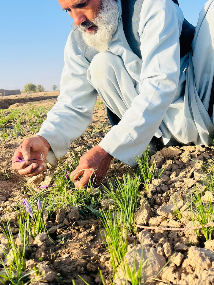 Heray Spice - Heray Afghan Saffron, Superior Negin Quality