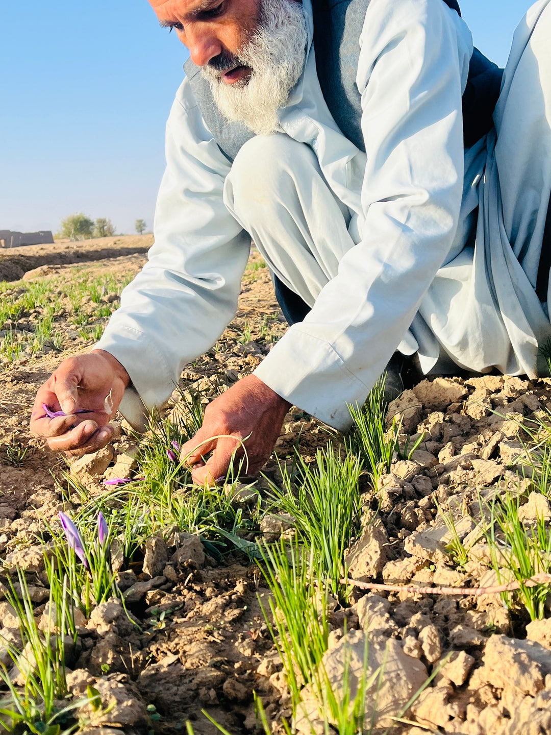 Heray Spice - 100 Grams (3.5 Oz) Heray Saffron Powder, Afghani Superior Negin Quality