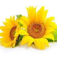 Soline® Sunflower Seed Oil Unsaponifiables