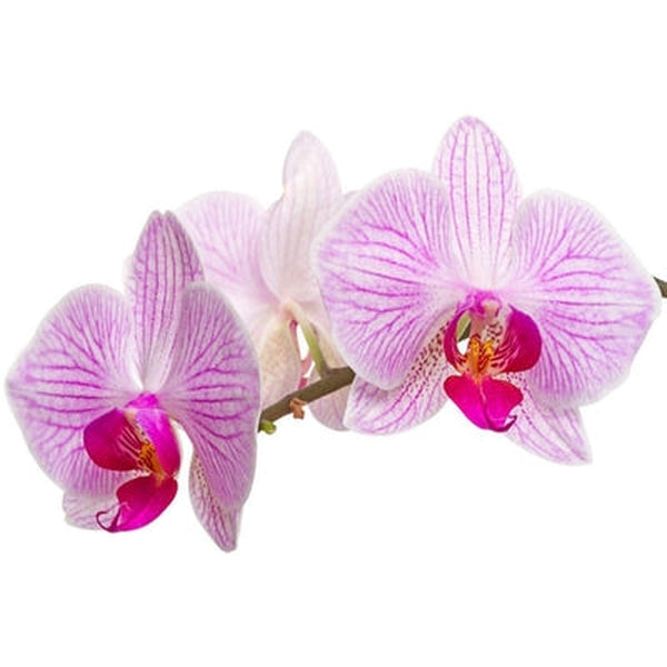 Liquid Orchid Botanical Extract