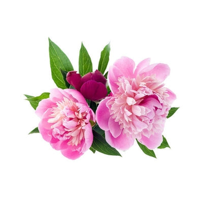 Infusion bio Moment pour soi – Peonies Natural Care