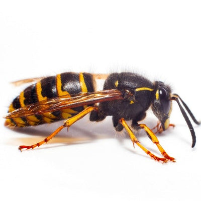 Bee providing bee venom liposome with 7x cell absorption