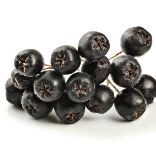 Arronia or chokeberries