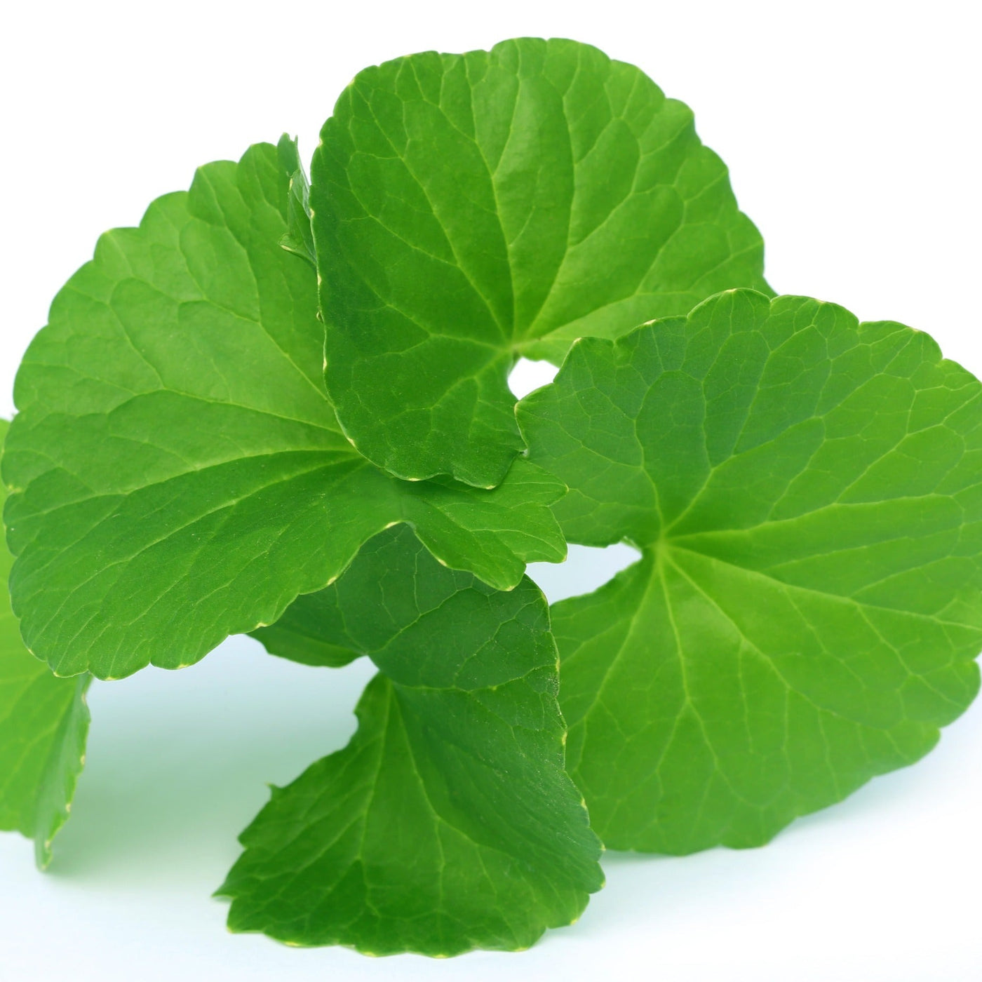 Gotu Kola Extract G Water Soluble Multifunctional gotu-kola-extract-g-water-soluble-multifunctional