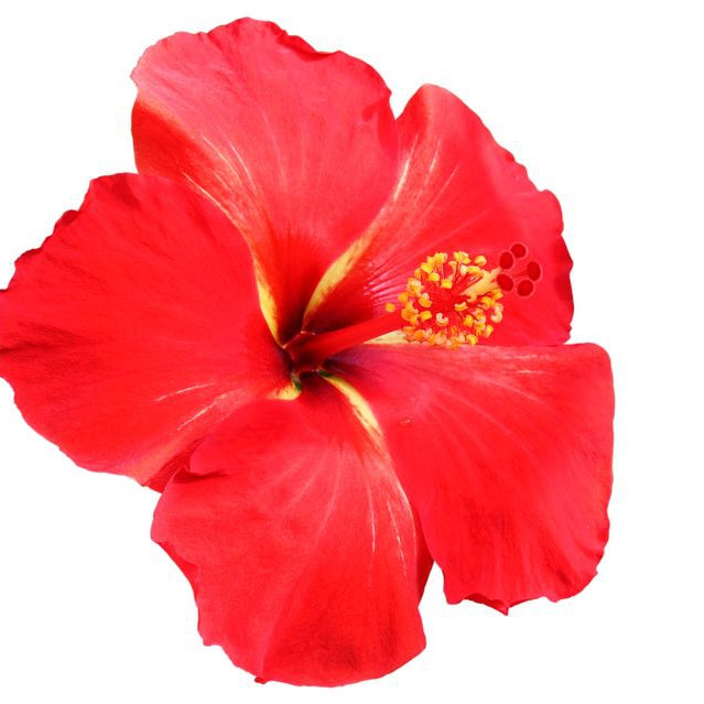 Nature Scents Hibiscus Mint Extract (Supercritical Co2)
