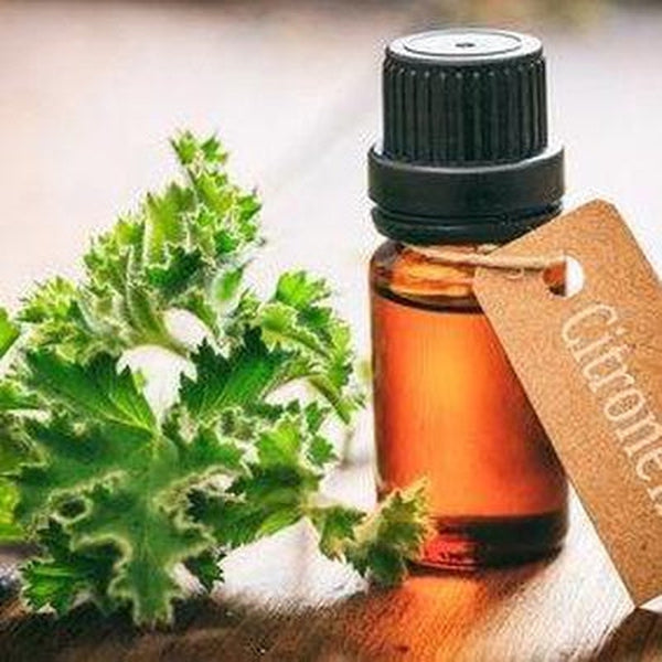 Citronella Essential Oil - Organic