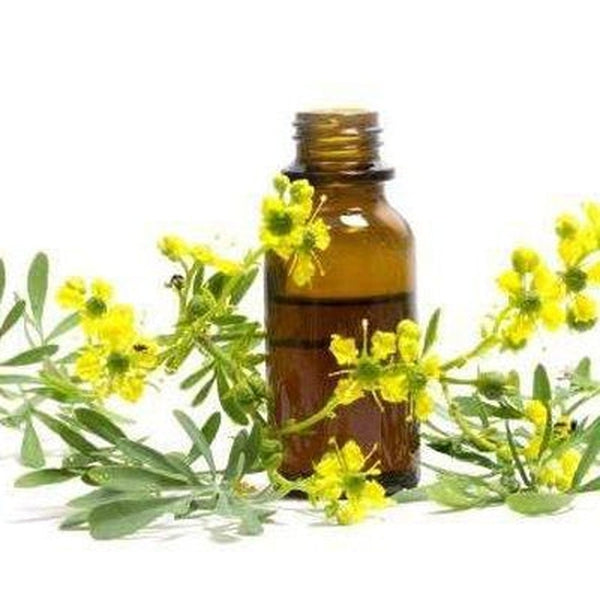 Litsea Cubeba (May Chang) Essential - Oil  Organic